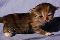 Qayasha, 3 Wochen